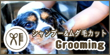 Dog＆Cafe Noir（ノアール）｜三重県志摩市・Grooming